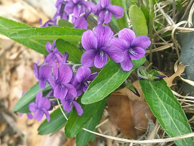 제비꽃 사진 - Viola mandshurica W.Becker Photos
