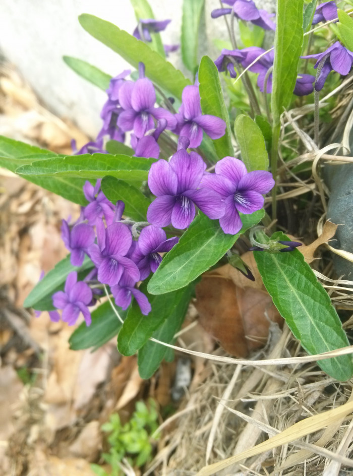 제비꽃 - Viola mandshurica W.Becker
