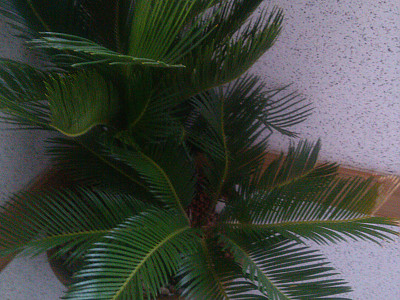 소철 사진 - Cycas revoluta Thunb. Photos