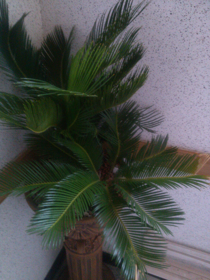 소철 - Cycas revoluta Thunb.