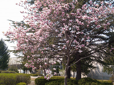 자목련 사진 - Magnolia liliflora Photos