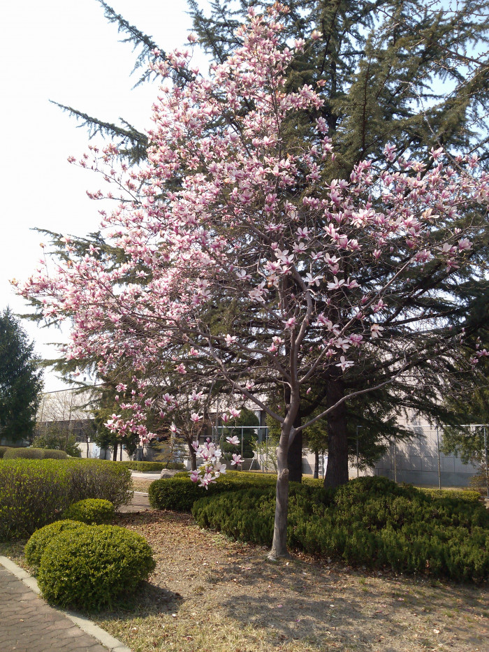자목련 - Magnolia liliflora