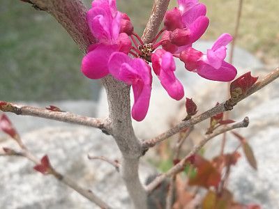 박태기나무 사진 - Cercis chinensis Bunge Photos