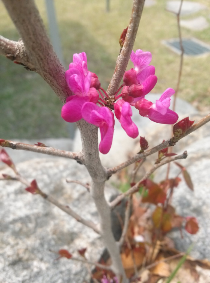 박태기나무 - Redbud, Cercis chinensis Bunge