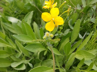 애기똥풀 사진 - Chelidonium majus L. var. asiaticum (H. Hara) Ohwi Photos