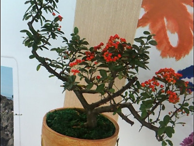 피라칸사스 사진 - Pyracantha angustifolia (Franch.) C.K.Schneid. Photos