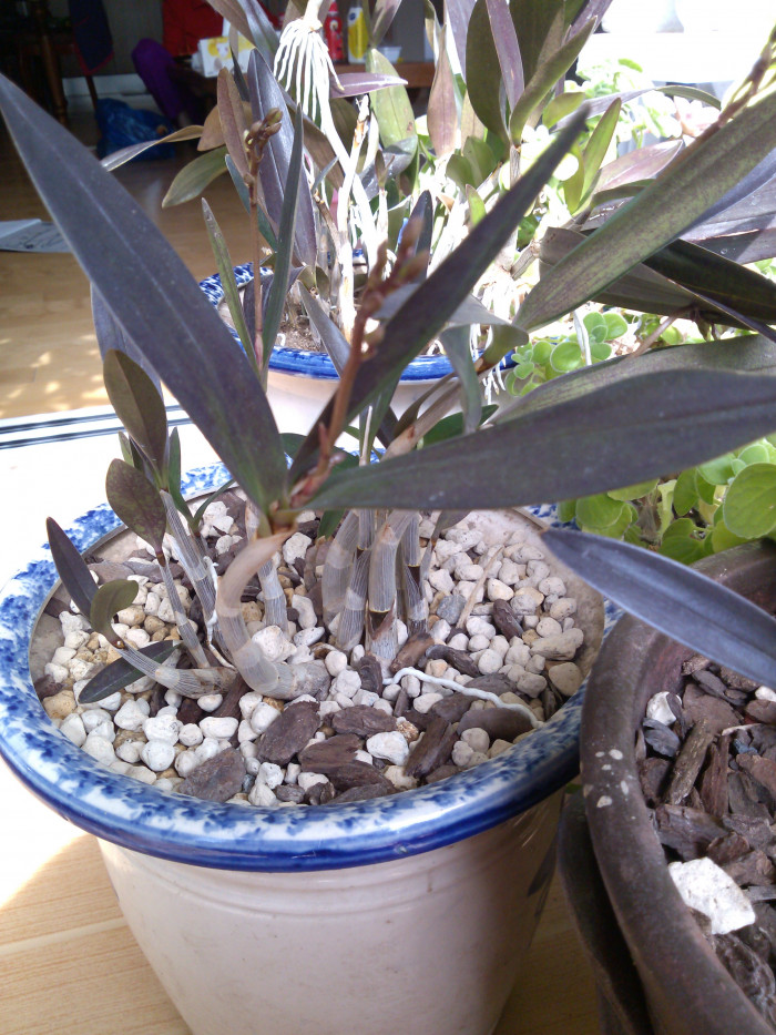 긴기아남 - Dendrobium kingianum