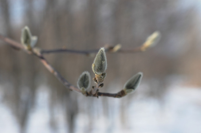 목련 - Magnolia kobus DC.
