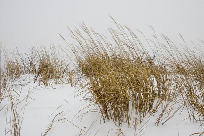 억새 - peder, Miscanthus sinensis var. purpurascens (Andersson) Rendle