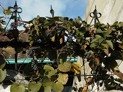 새모래덩굴 사진 - Menispermum dauricum DC. Photos