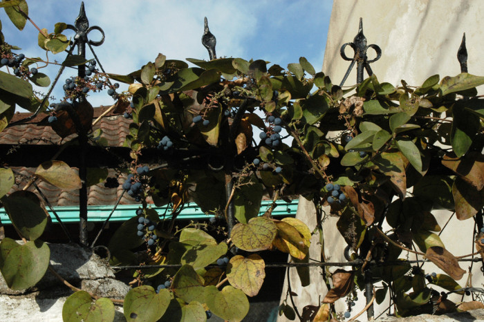 새모래덩굴 - Menispermum dauricum DC.