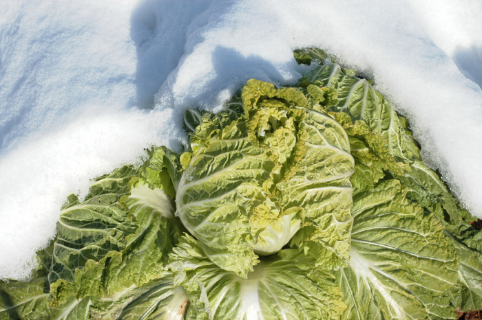 배추 - Brassica rapa var. glabra Regel