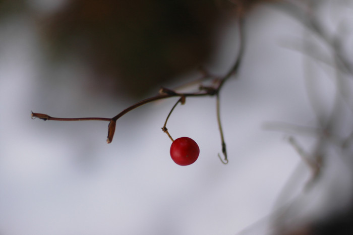 청미래덩굴 - Smilax china L.