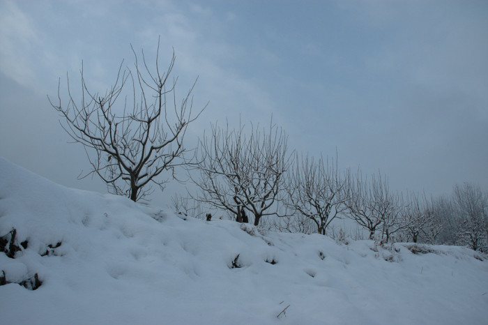 감나무 - Diospyros kaki Thunb.