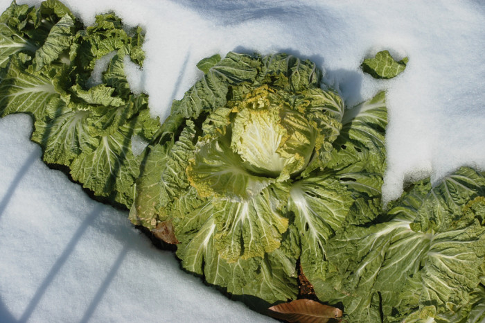 배추 - Brassica rapa var. glabra Regel