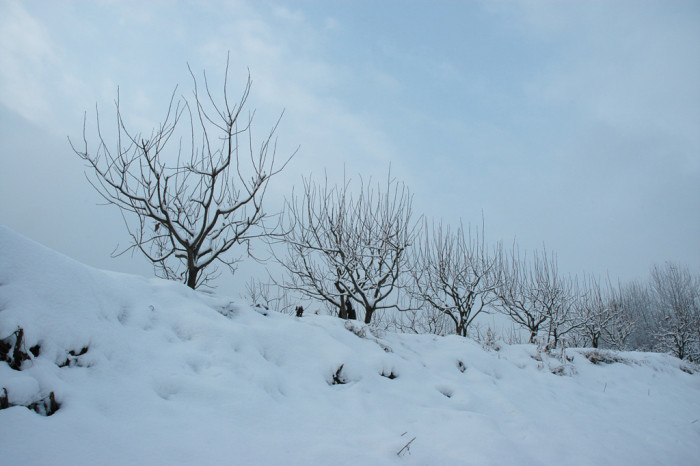 감나무 - Diospyros kaki Thunb.