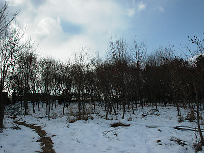 목련 사진 - Magnolia kobus DC. Photos