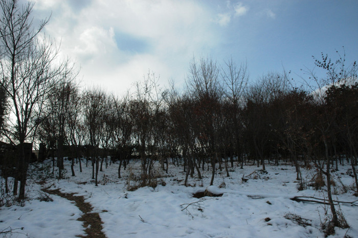 목련 - Magnolia kobus DC.