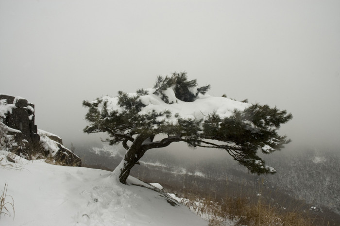 소나무 - Pine Tree, Pinus densiflora Siebold & Zucc.