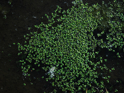 개구리밥 사진 - Spirodela polyrhiza (L.) Schleid. Photos