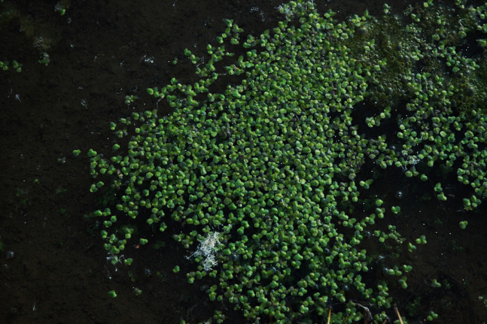 개구리밥 - Spirodela polyrhiza (L.) Schleid.