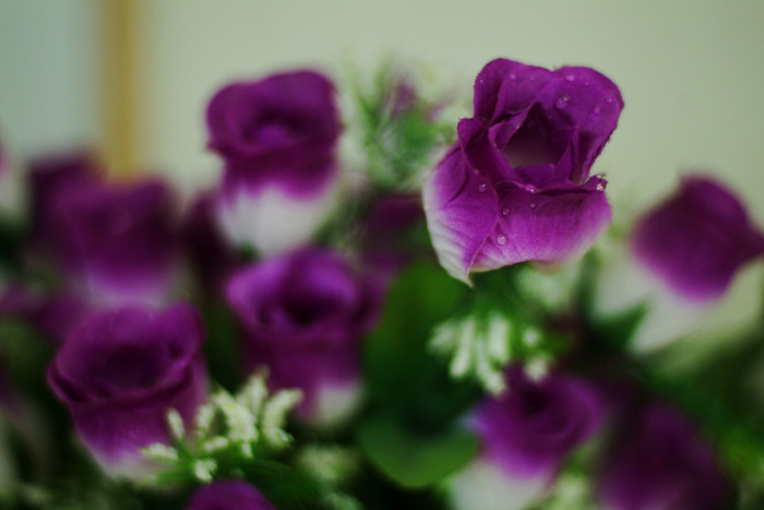 장미 - Rose, Rosa hybrida
