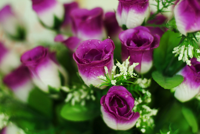 장미 - Rose, Rosa hybrida