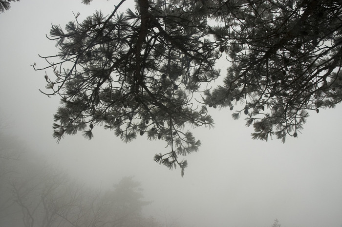 소나무 - Pine Tree, Pinus densiflora Siebold & Zucc.