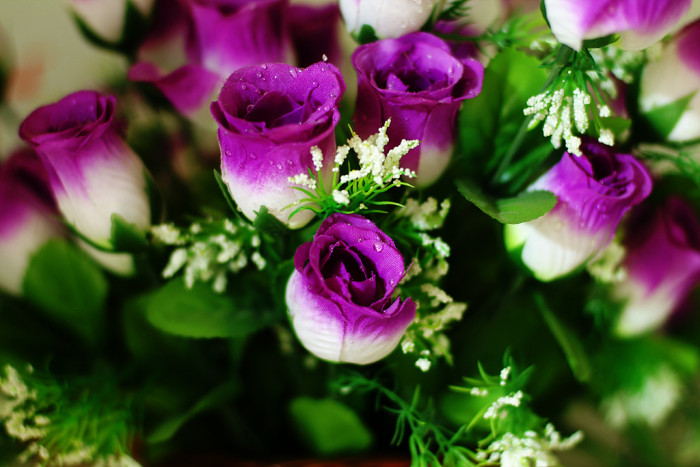 장미 - Rose, Rosa hybrida