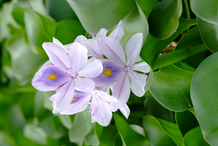 부레옥잠 - common water hyacinth, Eichhornia crassipes