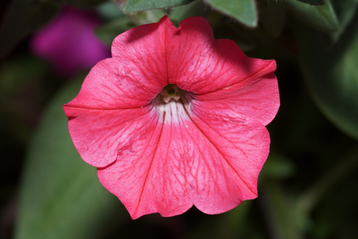 페튜니아 - Common Garden Petunia, Petunia hybrida