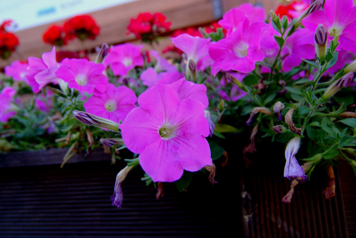 페튜니아 - Common Garden Petunia, Petunia hybrida