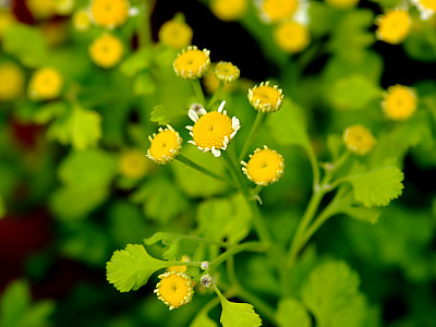휘버휴 사진 - Tanacetum parthenium Photos