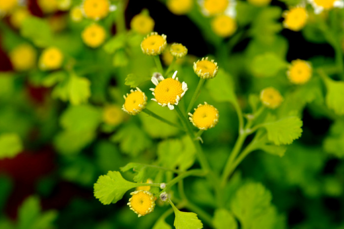휘버휴 - Feverfew, Tanacetum parthenium