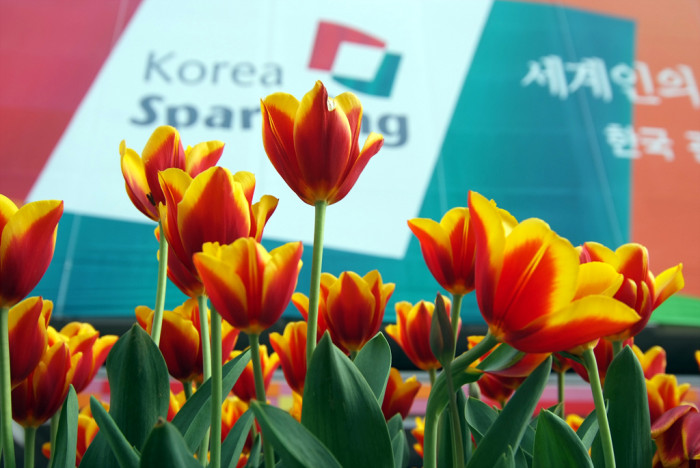 튤립 - Tulip, Tulipa gesneriana