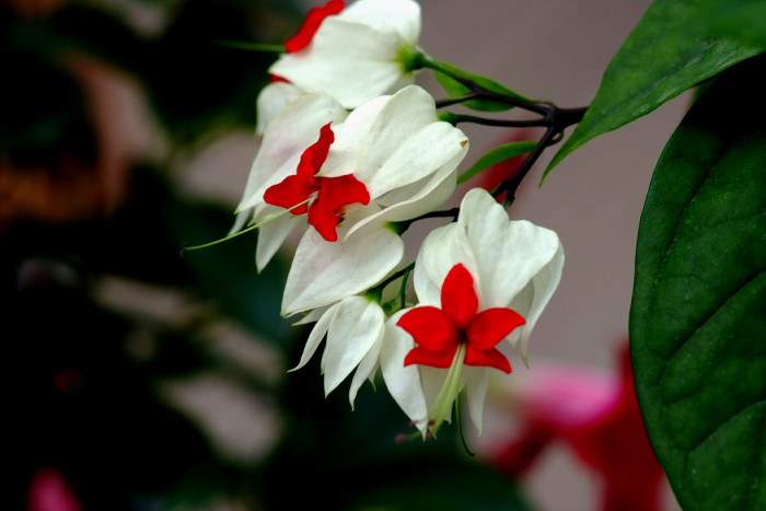 클레로덴드럼 톰소니에 - Bleeding-heart vine, Clerodendrum Thomsoniae