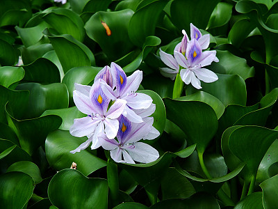 부레옥잠 사진 - Eichhornia crassipes Photos
