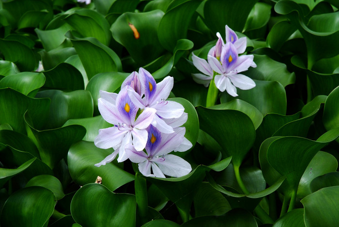 부레옥잠 - common water hyacinth, Eichhornia crassipes