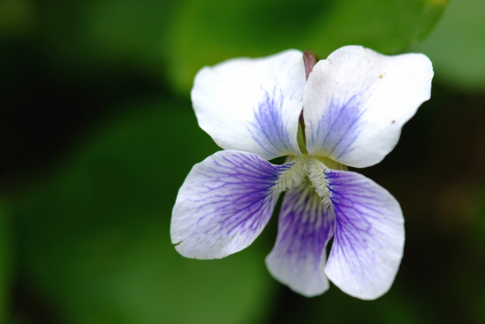 미국제비꽃 - Viola sororia Willd.