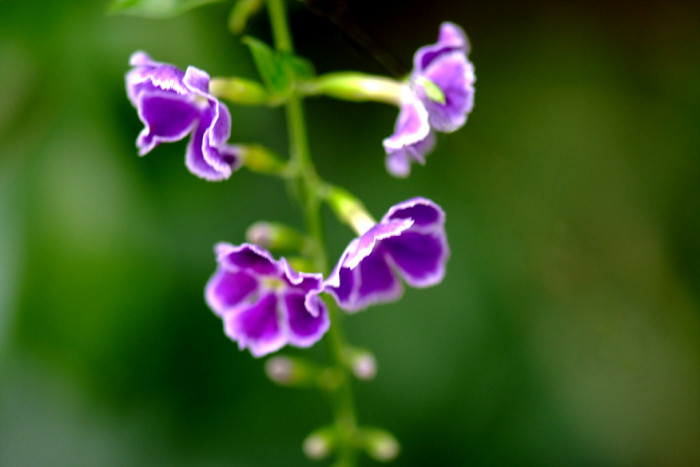 듀란타 - Duranta repens, Duranta erecta L