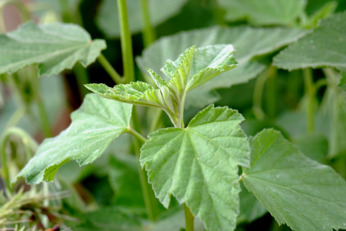 머쉬 말로우 - Marsh Mallow, Alhaea Officinalis
