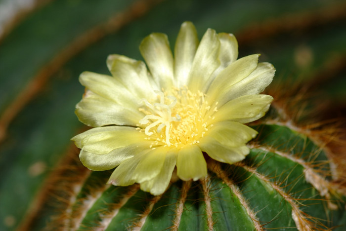 선인장 - Opuntia ficus-indica Mill.