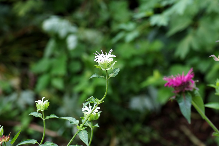 베르가못 - Monarda didyma L.