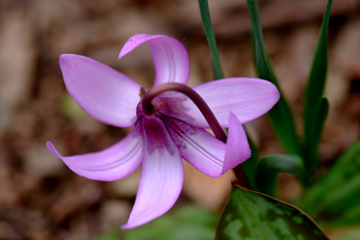 엘레지 - Erythronium japonicum