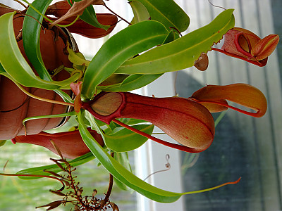 네펜데스 사진 - Nepenthes Photos