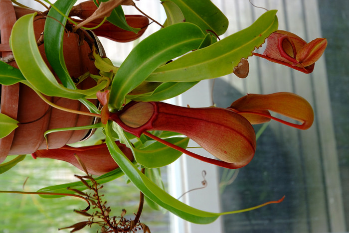 네펜데스 - Nepenthes