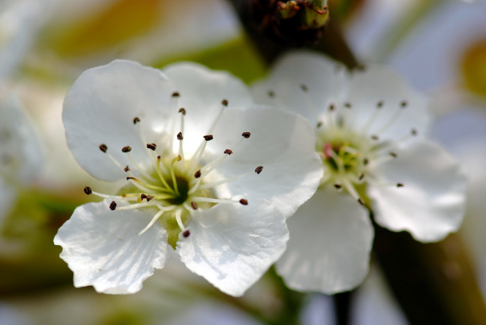 배나무 - pear tree, Pyrus pyrifolia var.culta