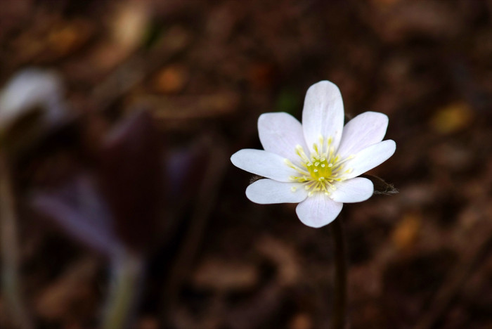 노루귀 - Hepatica asiatica Nakai, Hepatica asiatica