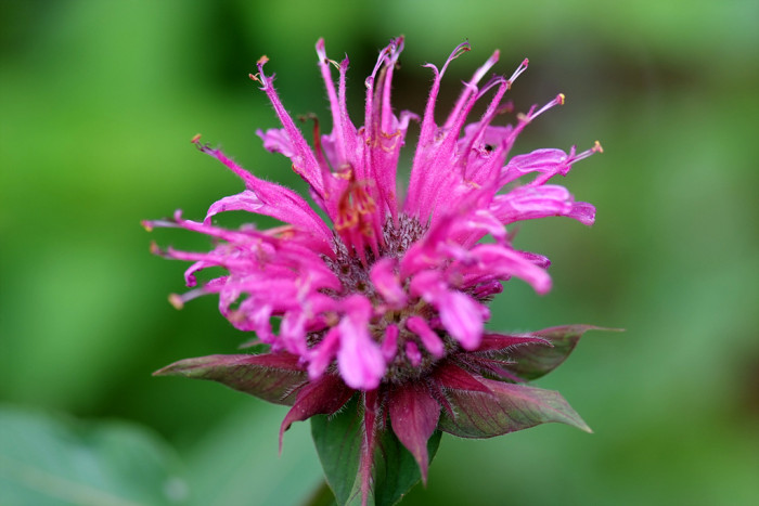 베르가못 - Monarda didyma L.