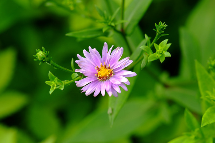 벌개미취 - Aster koraiensis